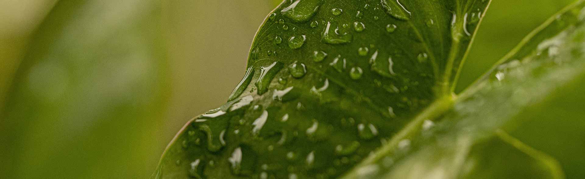 environment pula suites boutique resort